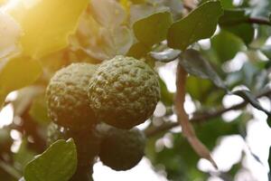 Green bergamot fruit on tree photo