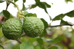 Green bergamot fruit on tree photo