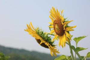 Beautiful yellow sunflower in the field photo