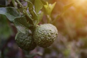 Green bergamot fruit on tree photo