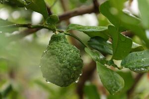 Green bergamot fruit on tree photo