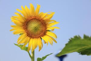 Beautiful yellow sunflower in the field photo