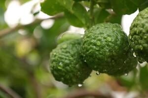 Green bergamot fruit on tree photo