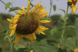 Beautiful yellow sunflower in the field photo