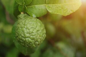 Green bergamot fruit on tree photo