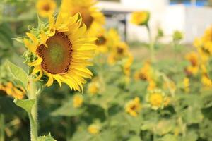 Beautiful yellow sunflower in the field photo