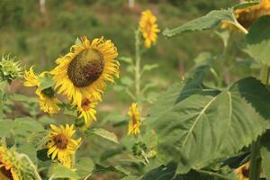 Beautiful yellow sunflower in the field photo