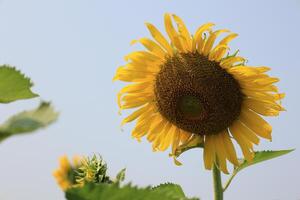 Beautiful yellow sunflower in the field photo