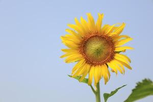 hermosa amarillo girasol en el campo foto