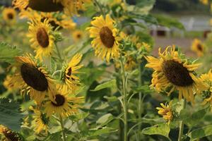 Beautiful yellow sunflower in the field photo