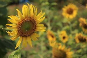 Beautiful yellow sunflower in the field photo