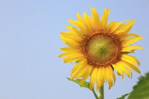 hermosa amarillo girasol en el campo foto