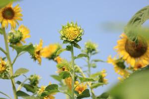 hermosa amarillo girasol en el campo foto