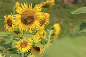 Beautiful yellow sunflower in the field photo