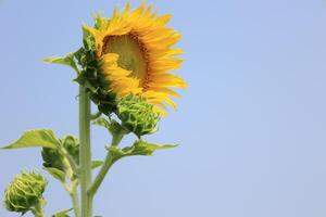 hermosa amarillo girasol en el campo foto