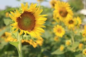 hermosa amarillo girasol en el campo foto