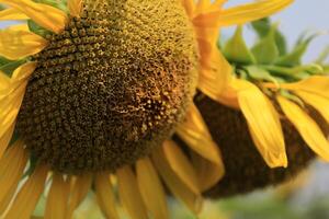 Beautiful yellow sunflower in the field photo