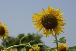 hermosa amarillo girasol en el campo foto