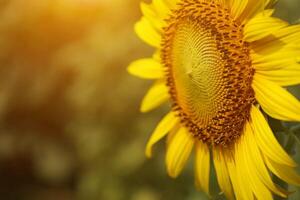 hermosa amarillo girasol en el campo foto