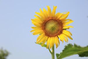 hermosa amarillo girasol en el campo foto