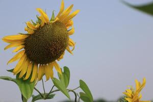 hermosa amarillo girasol en el campo foto