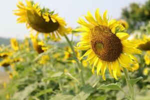 Beautiful yellow sunflower in the field photo