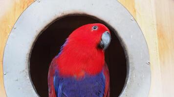 a beautiful red parrot bird known as moluccan electus inside a birdhouse. photo