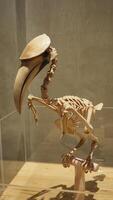 aislado de grande pájaro esqueleto a el museo demostración habitación foto