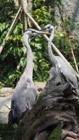 two great blue herons with long necks were perched majestically on a log photo