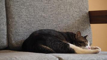 A fluffy cat sleeps soundly on a comfy couch photo