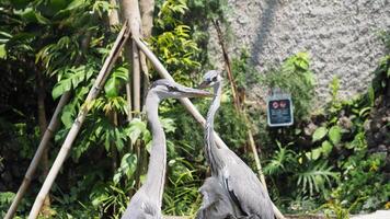 Two big heron at the outdoor park photo