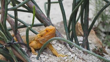 amarillo lagartija gateando en el fondo con planta leña menuda alrededor él. eso es un reptil, específicamente un iguana, un escamoso tierra animal foto