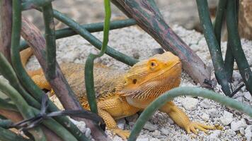 yellow lizard crawling on the bottom with plant twigs around it. It is a reptile, specifically an iguana, a scaly land animal photo