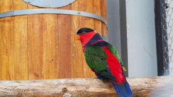 Black-capped lory bird perched on wooden branch photo