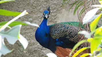 A majestic blue peacock with its colorful feathers photo