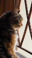 Curious cat sitting on windowsill and looking outside photo