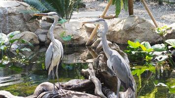 Great blue herons standing in a wood roots on the shallow water, with its long neck and beak pointed upwards photo