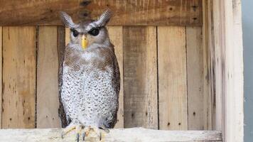 Barred eagle owl perched on a branch photo