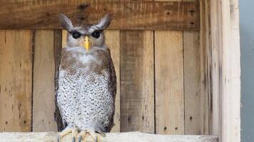 Barred eagle owl perched on a branch photo