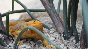 amarillo lagartija gateando en el fondo con planta leña menuda alrededor él. eso es un reptil, específicamente un iguana, un escamoso tierra animal foto