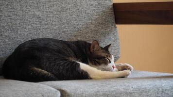 A fluffy cat sleeps soundly on a comfy couch photo