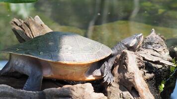 A turtle rests in the sun on a rock photo