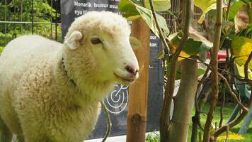 oveja pasto pacíficamente en un verde granja campo, rodeado por de la naturaleza belleza foto