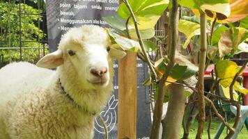 Sheep in a green meadow, farm animals grazing peacefully. photo