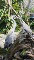 two great blue herons with long necks were perched majestically on a log photo