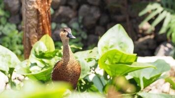 Whistling duck on the pond at the forest photo