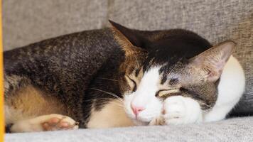 Closed up shot of sleepy cat face resting on the couch photo