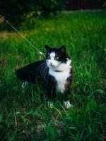 A black and white domestic cat is outdoors, wearing a harness and leash, under the supervision of its owner, explores the grassy area. photo