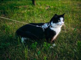 un negro y blanco Doméstico gato es al aire libre, vistiendo un aprovechar y Correa, debajo el supervisión de sus dueño, explora el herboso área. foto