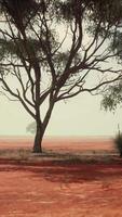 un' tranquillo, calmo rurale paesaggio con alberi nel il distanza video